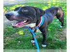 American Pit Bull Terrier Mix DOG FOR ADOPTION RGADN-1108209 - *MOONPIE - Pit