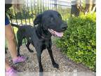 Great Dane-Labrador Retriever Mix DOG FOR ADOPTION RGADN-1108284 - Tahoe -