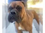 Boxer DOG FOR ADOPTION RGADN-1108325 - Gronk - Boxer Dog For Adoption