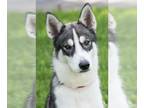 Mix DOG FOR ADOPTION RGADN-1108342 - Max - Husky (long coat) Dog For Adoption