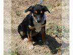 Border Collie Mix DOG FOR ADOPTION RGADN-1108506 - Cheyenne - Border Collie /
