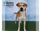 American Foxhound Mix DOG FOR ADOPTION RGADN-1108510 - QUINCY - American