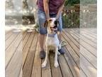 Treeing Walker Coonhound Mix DOG FOR ADOPTION RGADN-1108629 - Spencer - Treeing