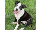 Adopt Gibby *COURTESY LISTING* a Pit Bull Terrier, Miniature Pinscher