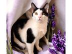 Adopt Maui a Domestic Short Hair