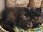 RESERVED Mila Tortie Persian Female Ready To Love