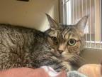 Giggy Domestic Shorthair Senior Female