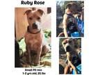 Adopt RUBY ROSE a Pit Bull Terrier