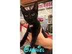 Adopt Gabriel a Black & White or Tuxedo Domestic Shorthair / Mixed (short coat)