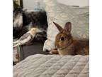 Adopt Hope a Bunny Rabbit