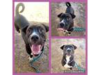 Adopt ROXIE a Black - with White Boxer / Mixed dog in Tucson, AZ (34390346)
