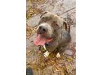 Adopt Porcupine a Brown/Chocolate - with White Pit Bull Terrier / Mixed Breed