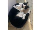 Adopt Jimmy a All Black Domestic Shorthair / Domestic Shorthair / Mixed cat in