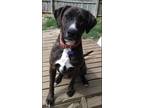Adopt Brucie a Brindle - with White Boxer / Mixed Breed (Medium) / Mixed dog in
