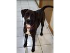 Adopt Bear a Brindle - with White Boxer / Mixed Breed (Medium) / Mixed dog in