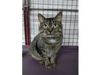 Adopt Slappy a Brown Tabby Domestic Shorthair (short coat) cat in Byron Center