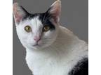 Adopt Chips A White Domestic Shorthair / Mixed Cat In St. Thomas, VI (36881283)