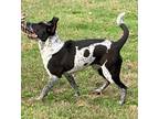 Adopt TILLIE a Gray/Silver/Salt & Pepper - with Black Australian Cattle Dog /