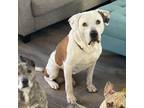 Adopt Camilo - Special Needs Sweetie a White - with Brown or Chocolate Hound