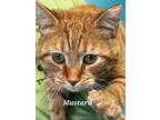 Adopt Mustard a Domestic Shorthair / Mixed (short coat) cat in Kendallville