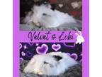 Adopt Velvet & Loki a Angora Rabbit