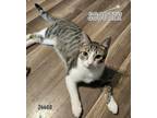 Adopt Scooter - $55 Adoption Fee Special a Domestic Short Hair, Tabby