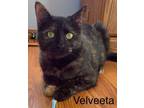 Adopt Velveta a Domestic Short Hair