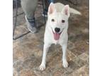 Adopt Stormie a Australian Cattle Dog / Blue Heeler