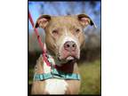 Adopt Deuce a Terrier, Pit Bull Terrier