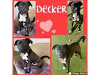 Adopt Decker a Black Labrador Retriever, Pit Bull Terrier