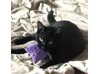 Adopt T'Challa #black-panther-prince a Bombay, Domestic Short Hair