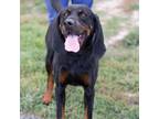 Adopt Bruce a Black and Tan Coonhound