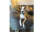 Adopt Airstream (IN FOSTER) a Whippet, Terrier
