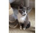 Adopt Stoney a Domestic Short Hair