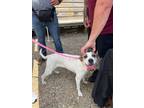 Adopt Sadie a English Pointer / Terrier (Unknown Type, Small) / Mixed dog in
