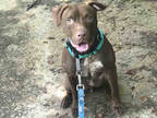 Adopt MAMBO a Brown/Chocolate - with White American Pit Bull Terrier / Mixed dog