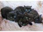 TICA Fluffy Black Solid Ragdoll Kittens