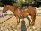 Sold* Big, Atheltic Gelding Ready to Haul - Trails, Playdays, & More