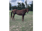 VF bloodline. quarter horse gelding. Gentle.