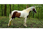  [url removed] TRAIL READY SPOTTED SADDLE FOX TROTTER GELDING