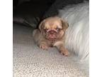 Pug Puppy for sale in New Fairfield, CT, USA