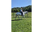  [url removed] TRAIL WHITE QH MARE