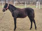 Well Bred Solid Black Filly