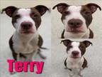 Adopt TERRY a Pit Bull Terrier, Mixed Breed