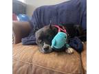 Adopt Petunia-Grace a Pit Bull Terrier, Boston Terrier