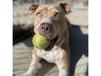 Adopt Roo-Roo a Pit Bull Terrier, Catahoula Leopard Dog