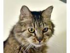 Adopt Heidi a Tabby