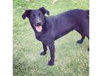 Adopt Winnie a Black Labrador Retriever / Mixed dog in Marion, AR (29606340)