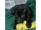 Adopt Bow a Black - with White Labrador Retriever / Terrier (Unknown Type