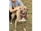 Adopt Charlie a Brindle - with White Boxer / American Staffordshire Terrier /
